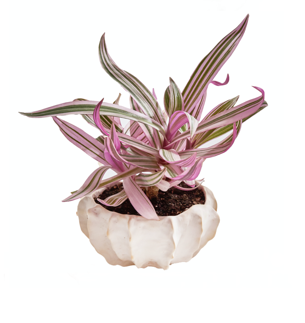 화석분 - light&stilllife 조민제/빛과정물 - CAVA LIFE