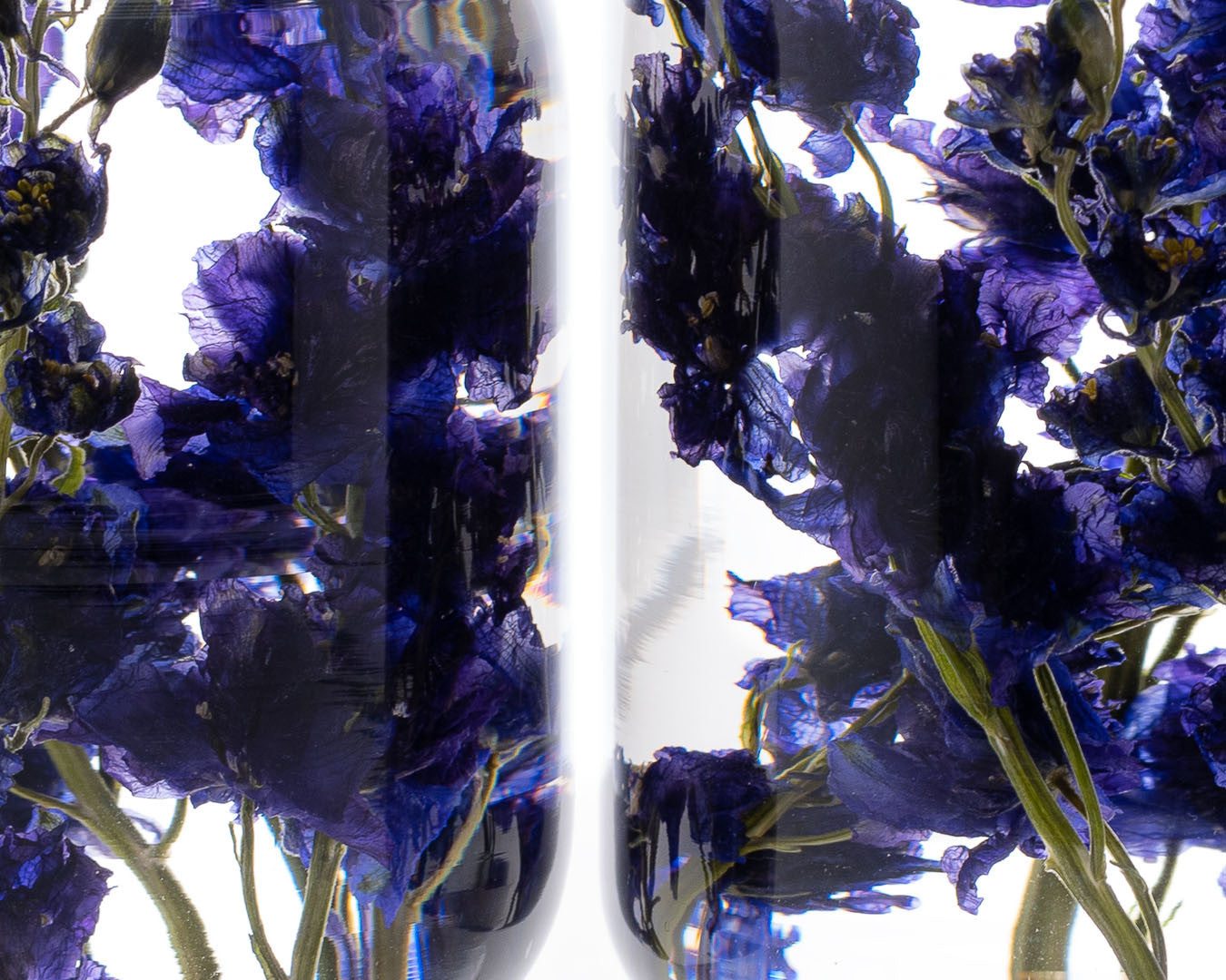 피스오브타임 - 델피니움 - Style Jieum 스타일지음 - CAVA LIFE