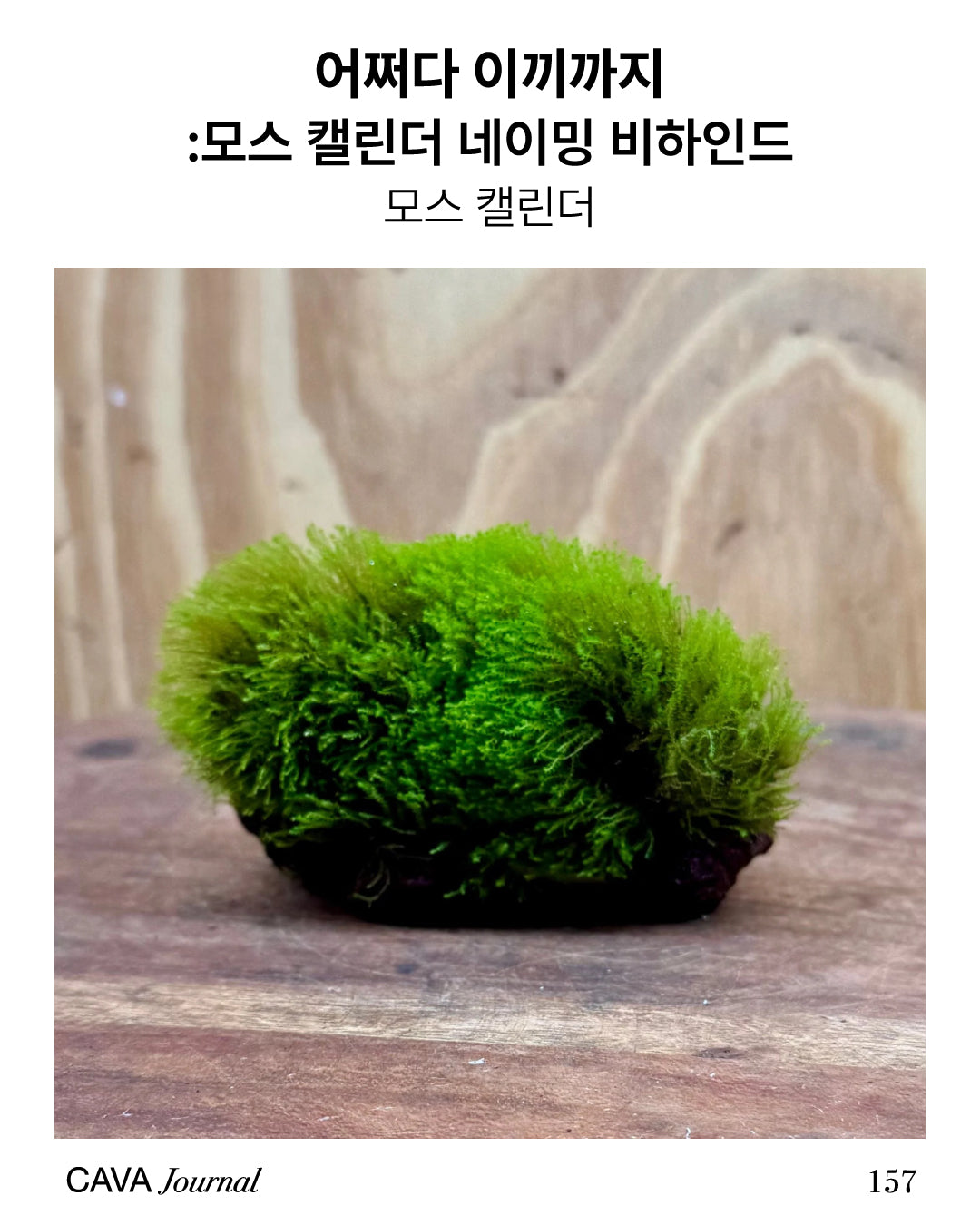 모스 캘린더 — 어쩌다 이끼까지: 모스 캘린더 네이밍 비하인드