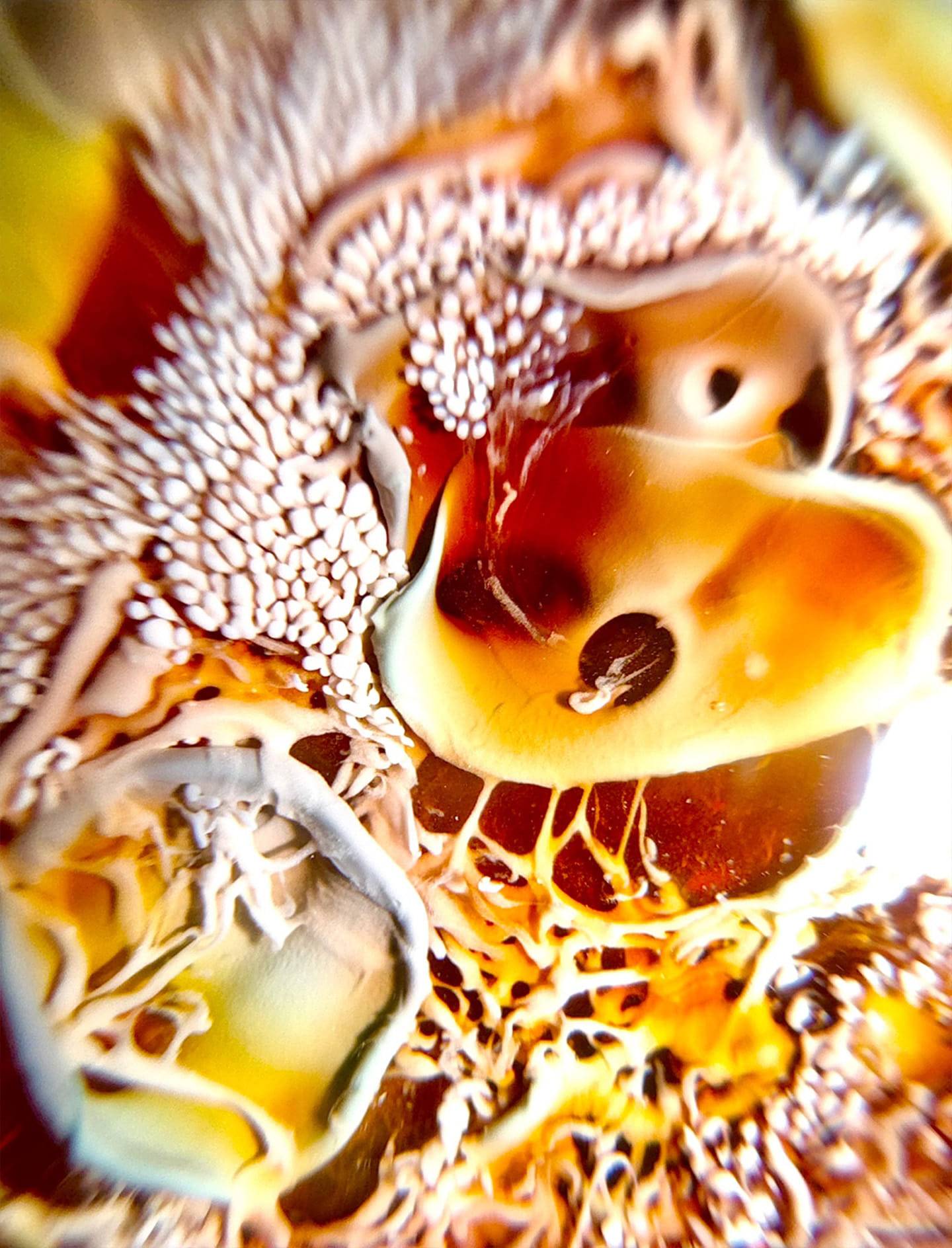 [선물옵션][Baaatok] Acid Mermaid_Deep ver.