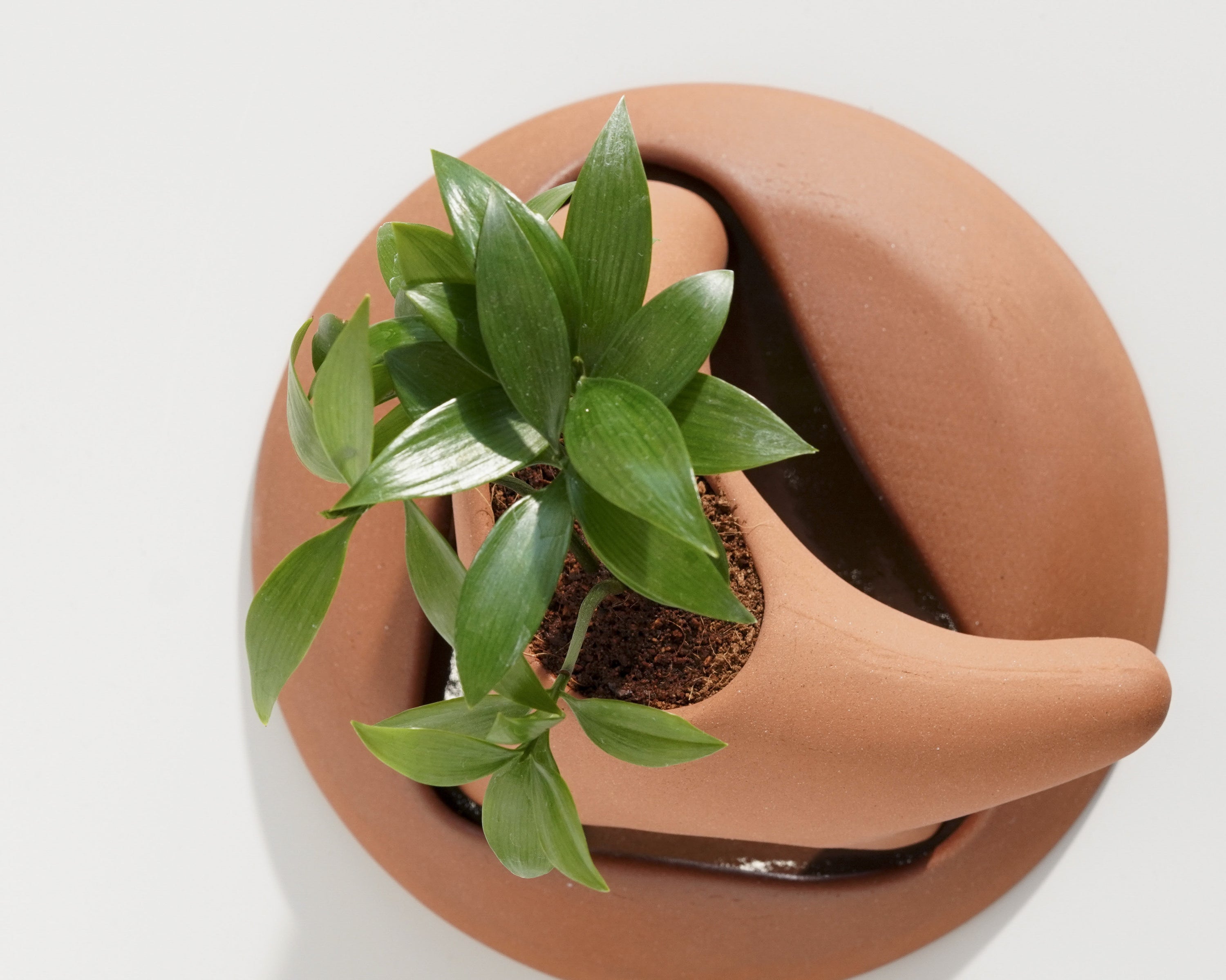 Barefoot pot - Momolim 모모림 - CAVA LIFE