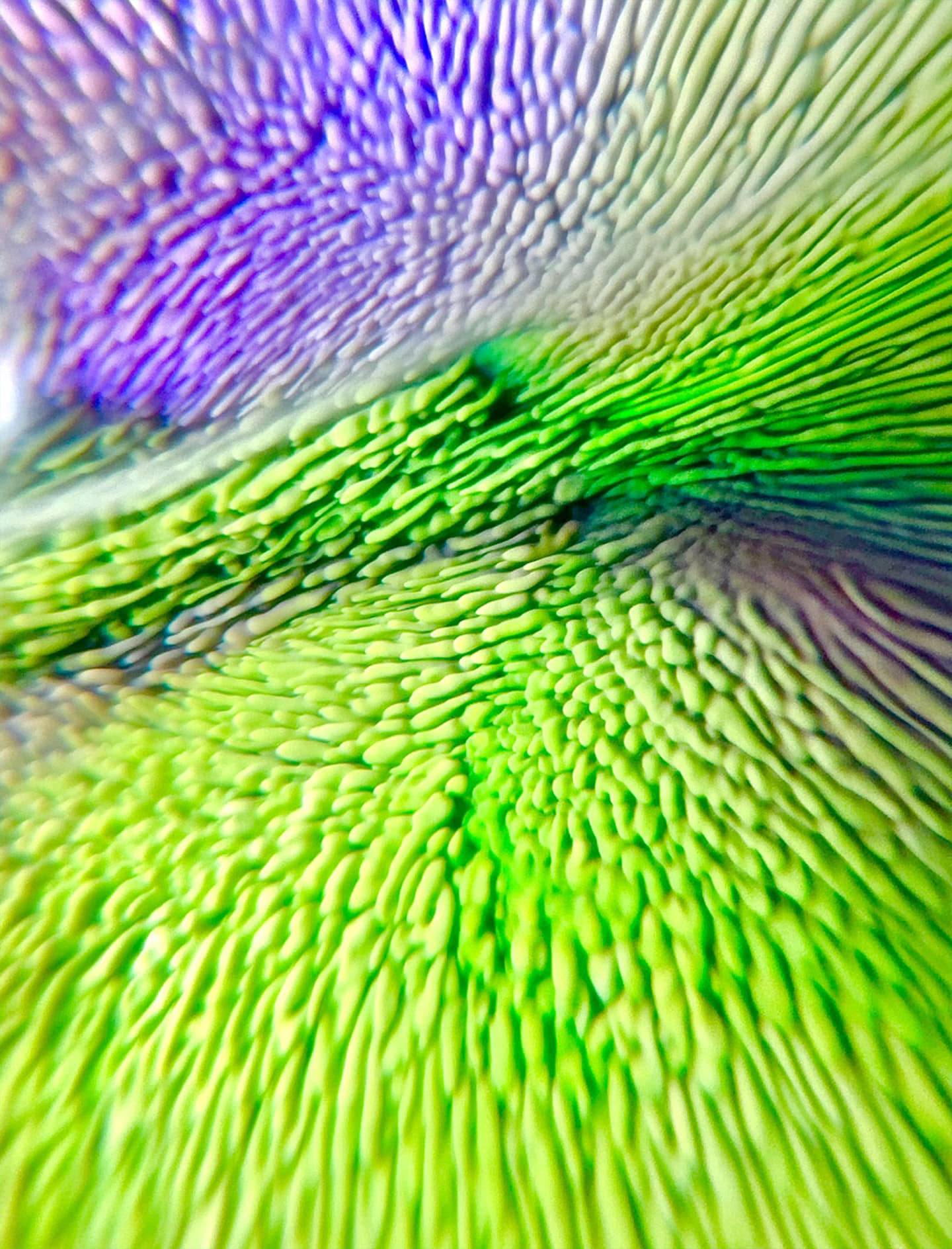 [선물옵션][Baaatok] Tropical Milkway_Purple&Green