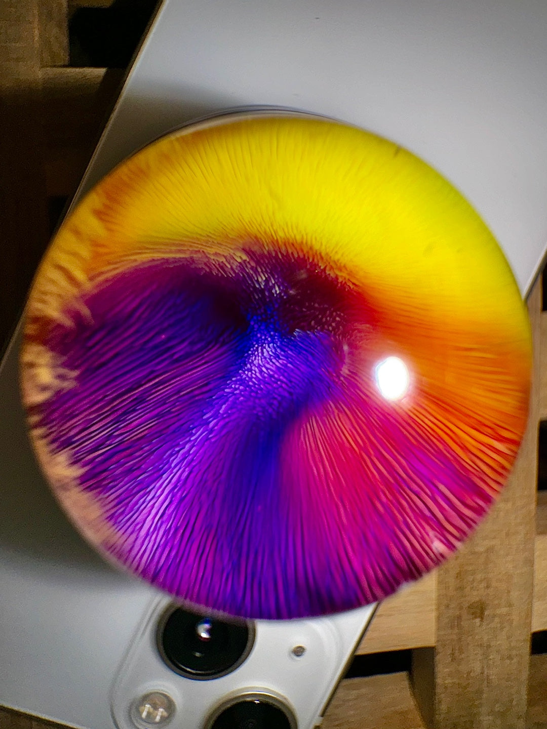 [선물옵션][Baaatok] Tropical Milkway_Purple&Yellow