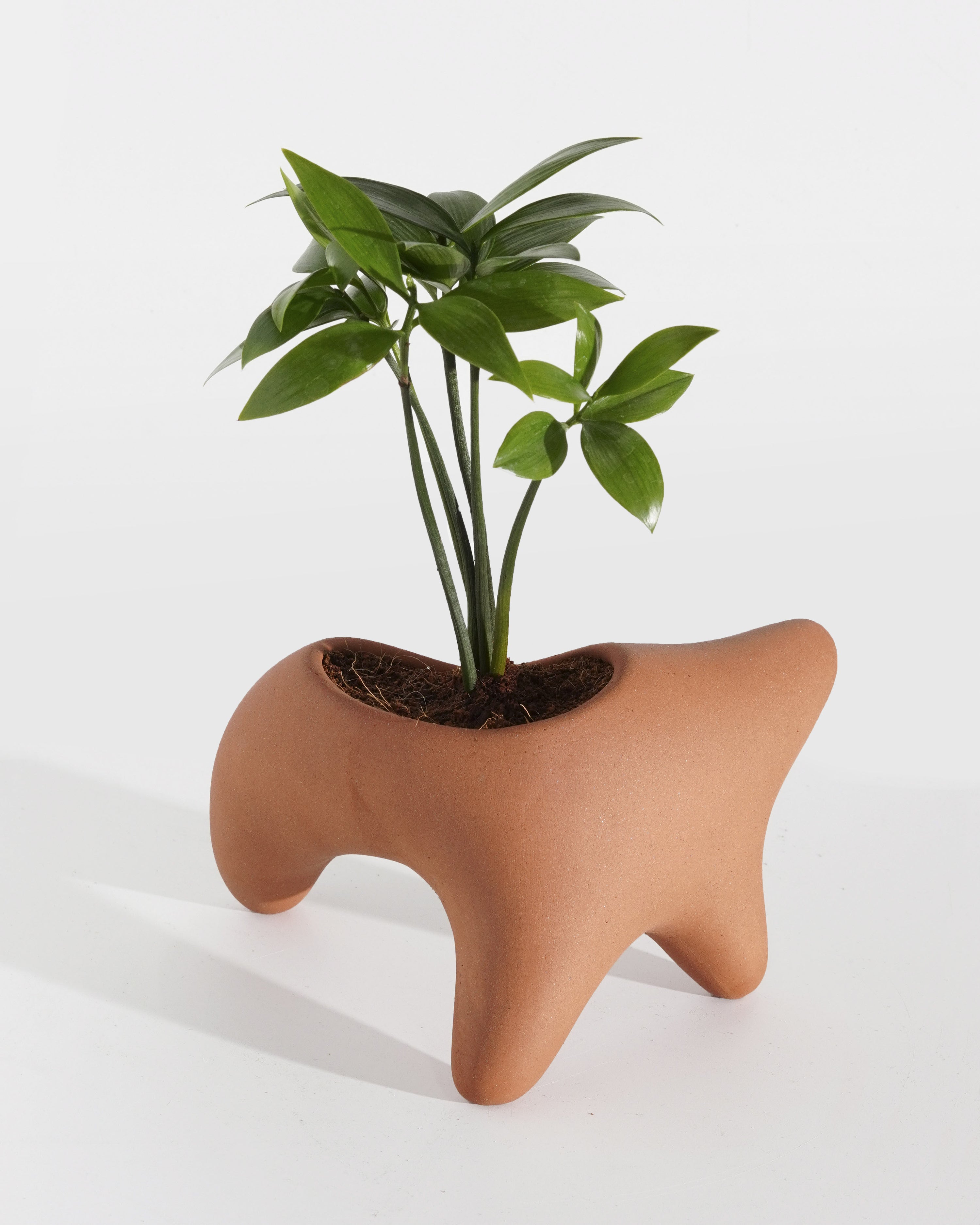 Barefoot pot - Momolim 모모림 - CAVA LIFE