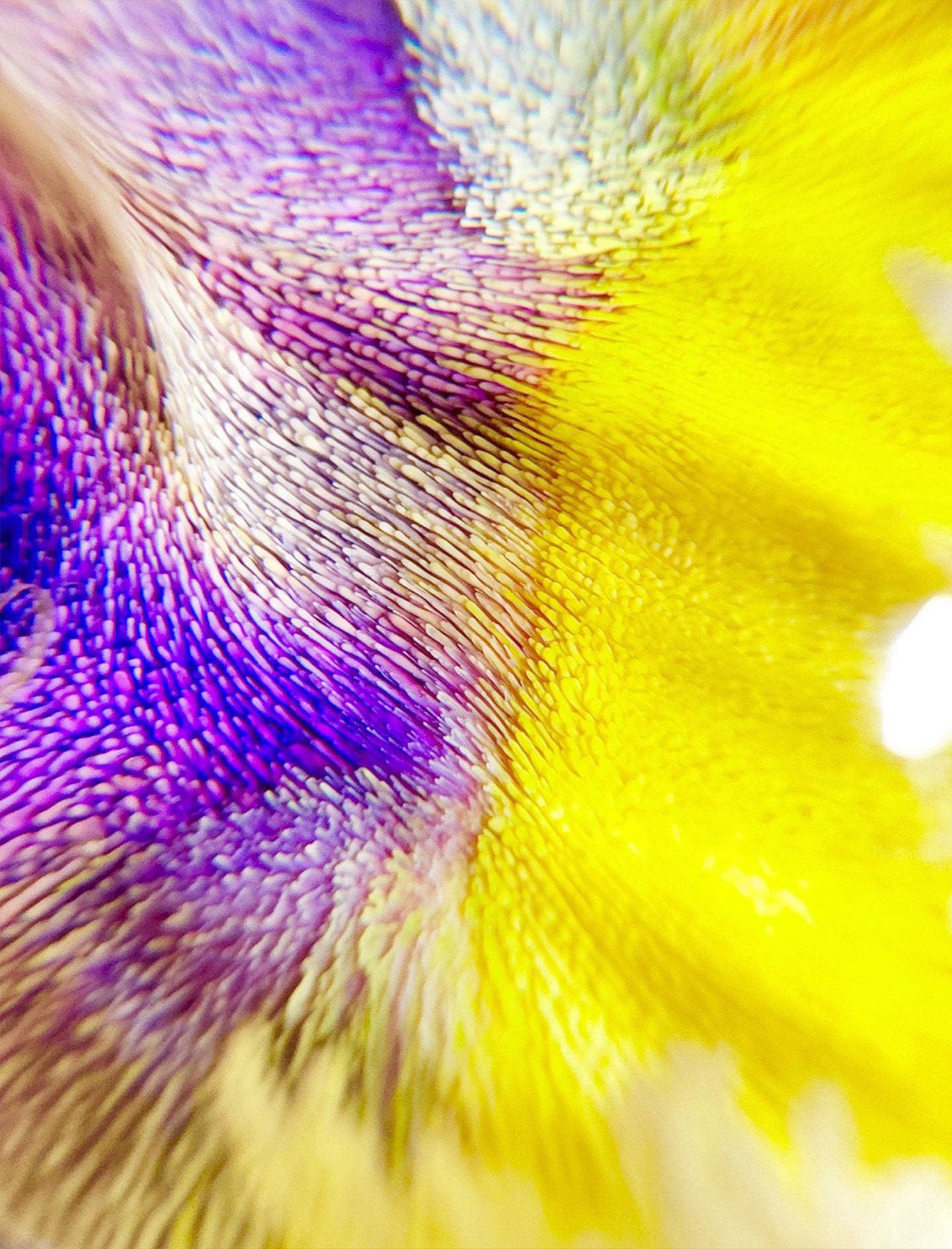 [선물옵션][Baaatok] Tropical Milkway_Purple&Yellow