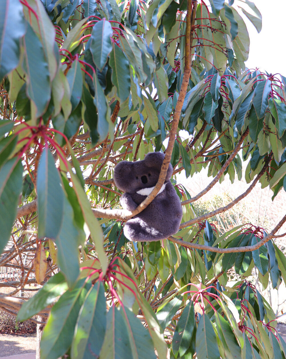 허그코알라 - hozumi 호즈미 - CAVA LIFE