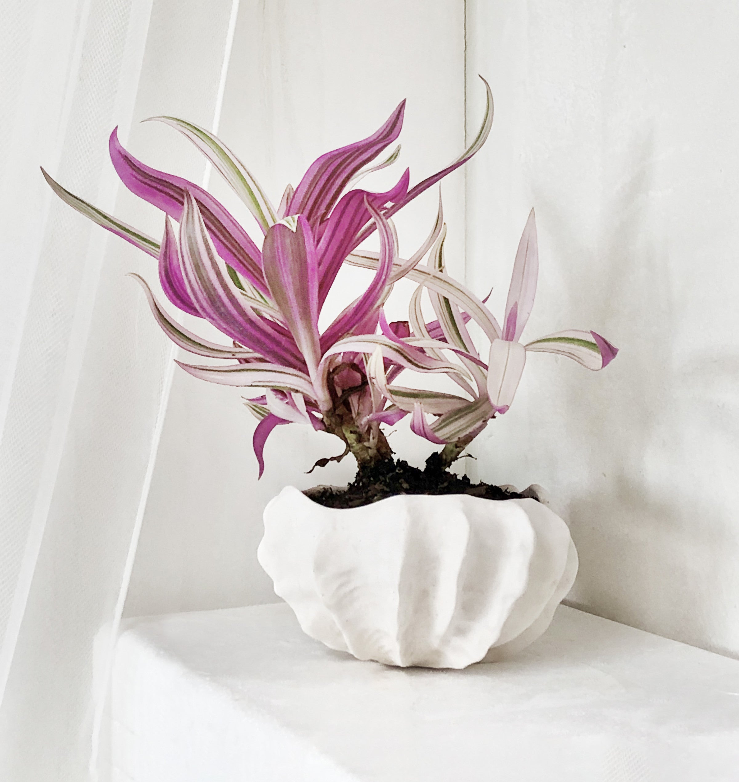 화석분 - light&stilllife 조민제/빛과정물 - CAVA LIFE