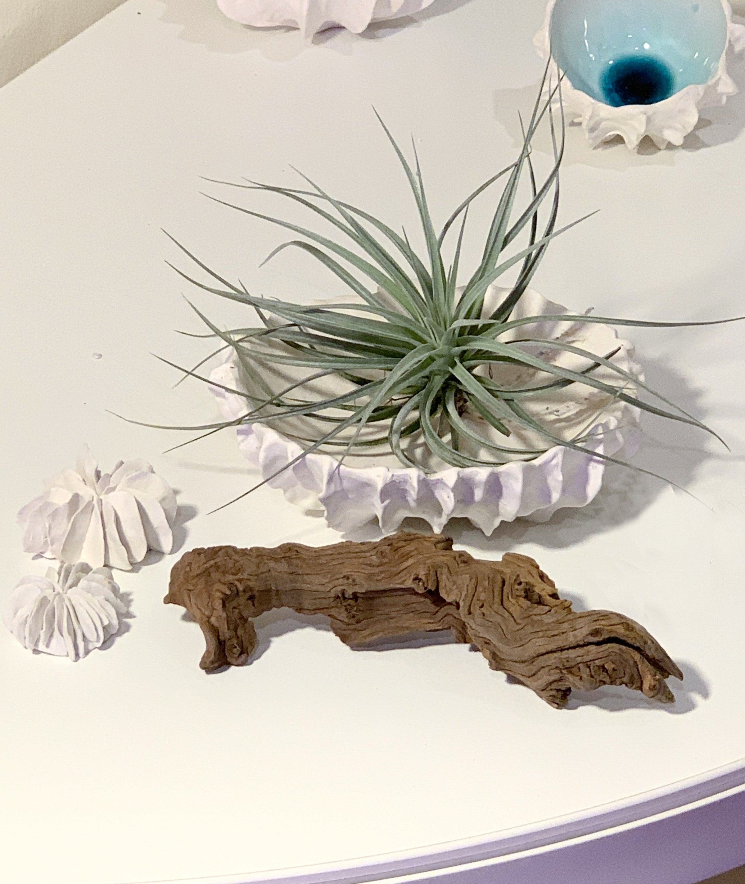 화석분 #3 - light&stilllife 조민제/빛과정물 - CAVA LIFE