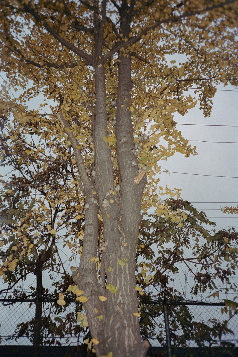 서울 나무 프린트: 82021–03–006 - Jeon Seeyoung 전시영 - CAVA LIFE