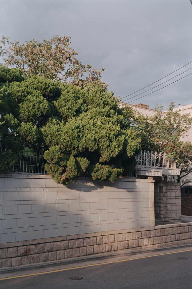 서울 나무 프린트: 82021–02–009 - Jeon Seeyoung 전시영 - CAVA LIFE