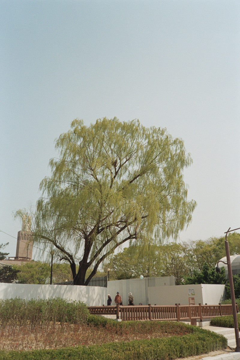 서울 나무 프린트: 82021–02–007 - Jeon Seeyoung 전시영 - CAVA LIFE