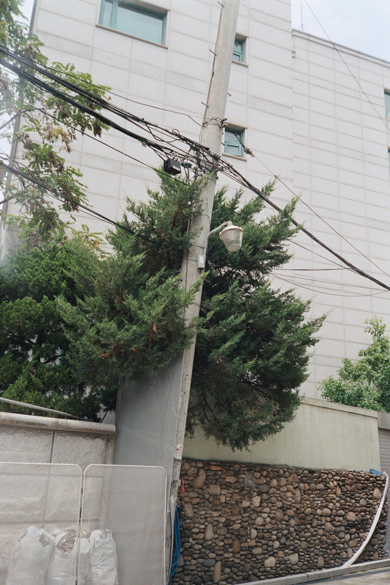 서울 나무 프린트: 82021–03–001 - Jeon Seeyoung 전시영 - CAVA LIFE