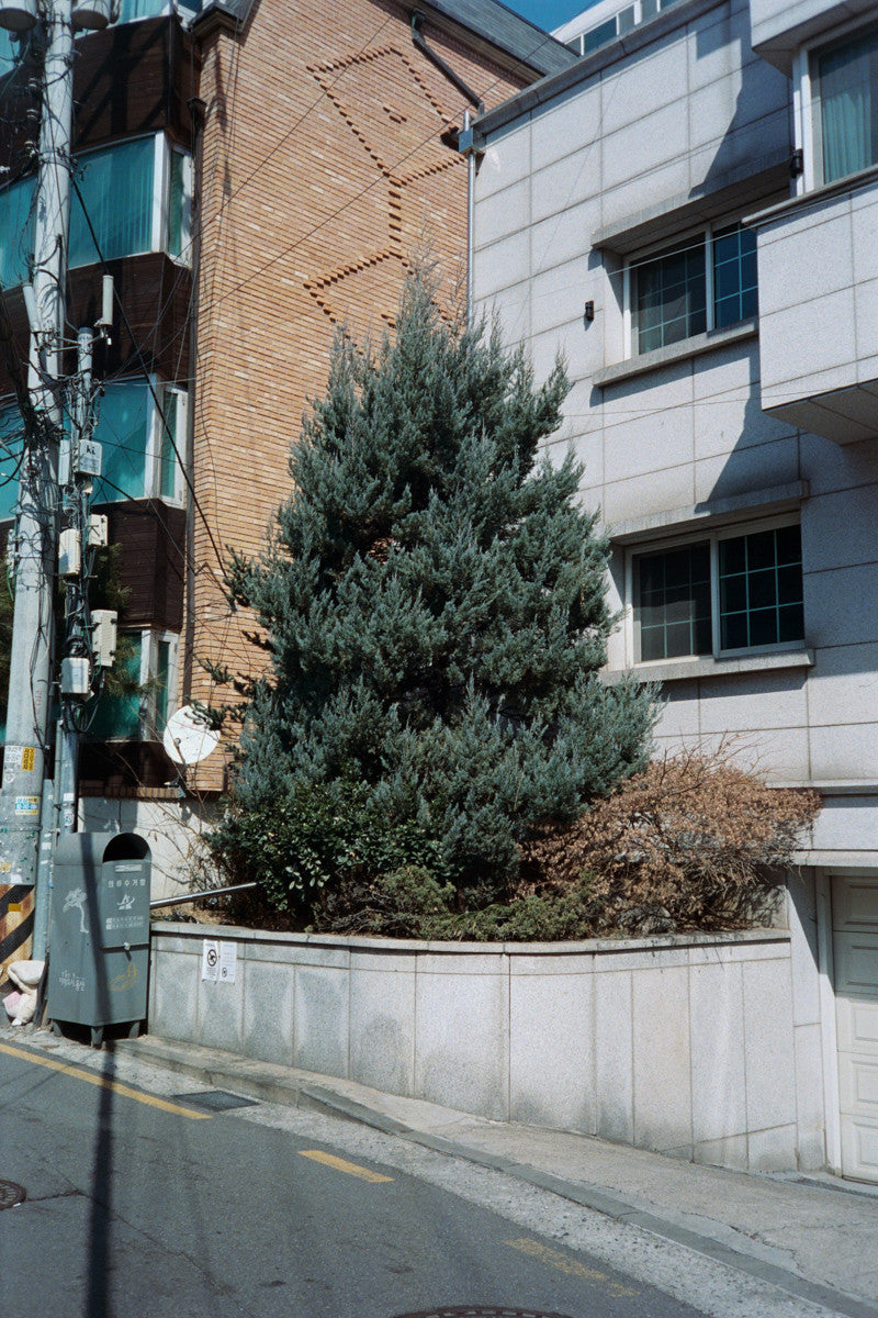 서울 나무 프린트: 82021–03–002 - Jeon Seeyoung 전시영 - CAVA LIFE