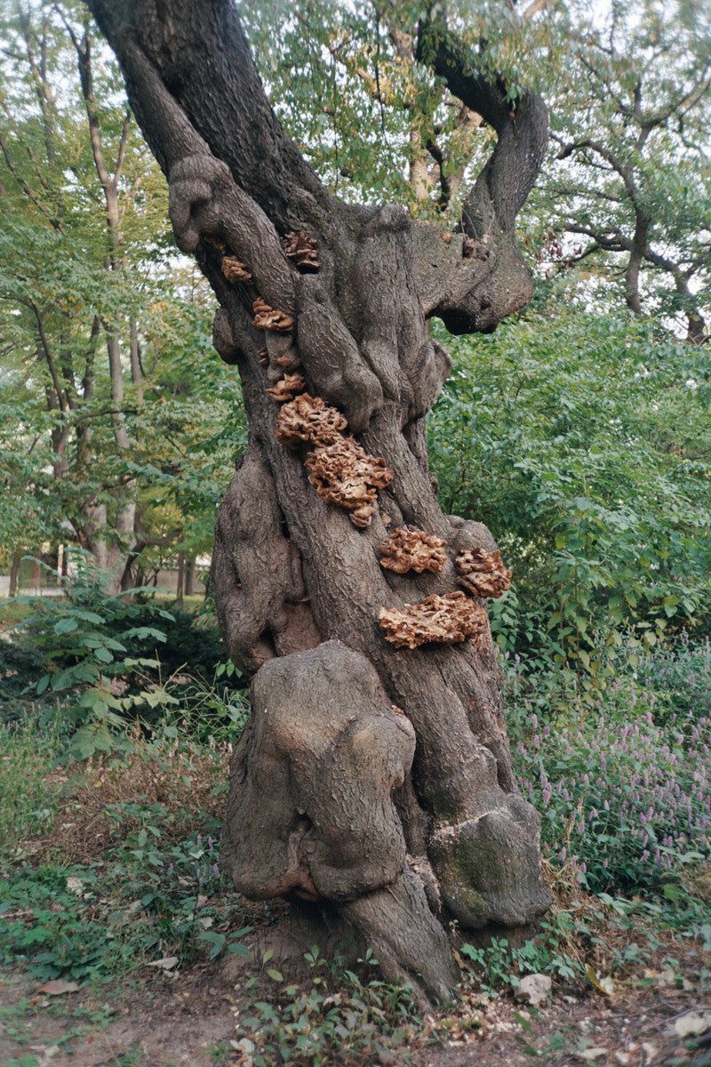 서울 나무 프린트: 82021–02–013 - Jeon Seeyoung 전시영 - CAVA LIFE