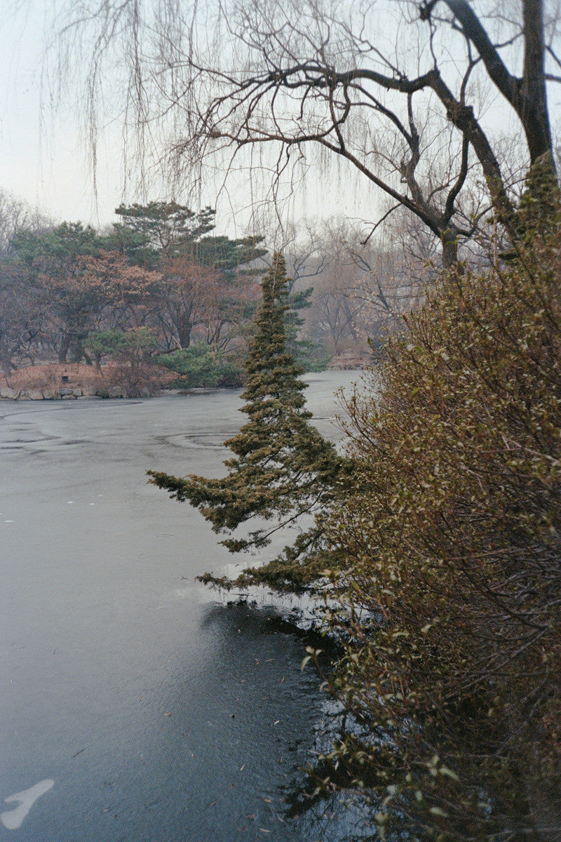 서울 나무 프린트: 82021–02–020 - Jeon Seeyoung 전시영 - CAVA LIFE