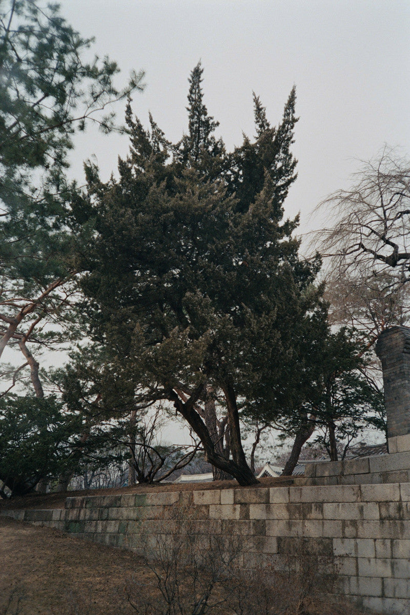 서울 나무 프린트: 82021–02–004 - Jeon Seeyoung 전시영 - CAVA LIFE