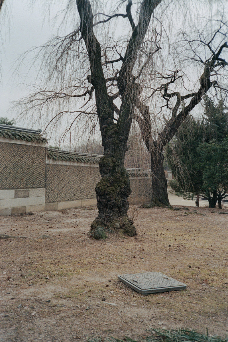 서울 나무 프린트: 82021–02–005 - Jeon Seeyoung 전시영 - CAVA LIFE