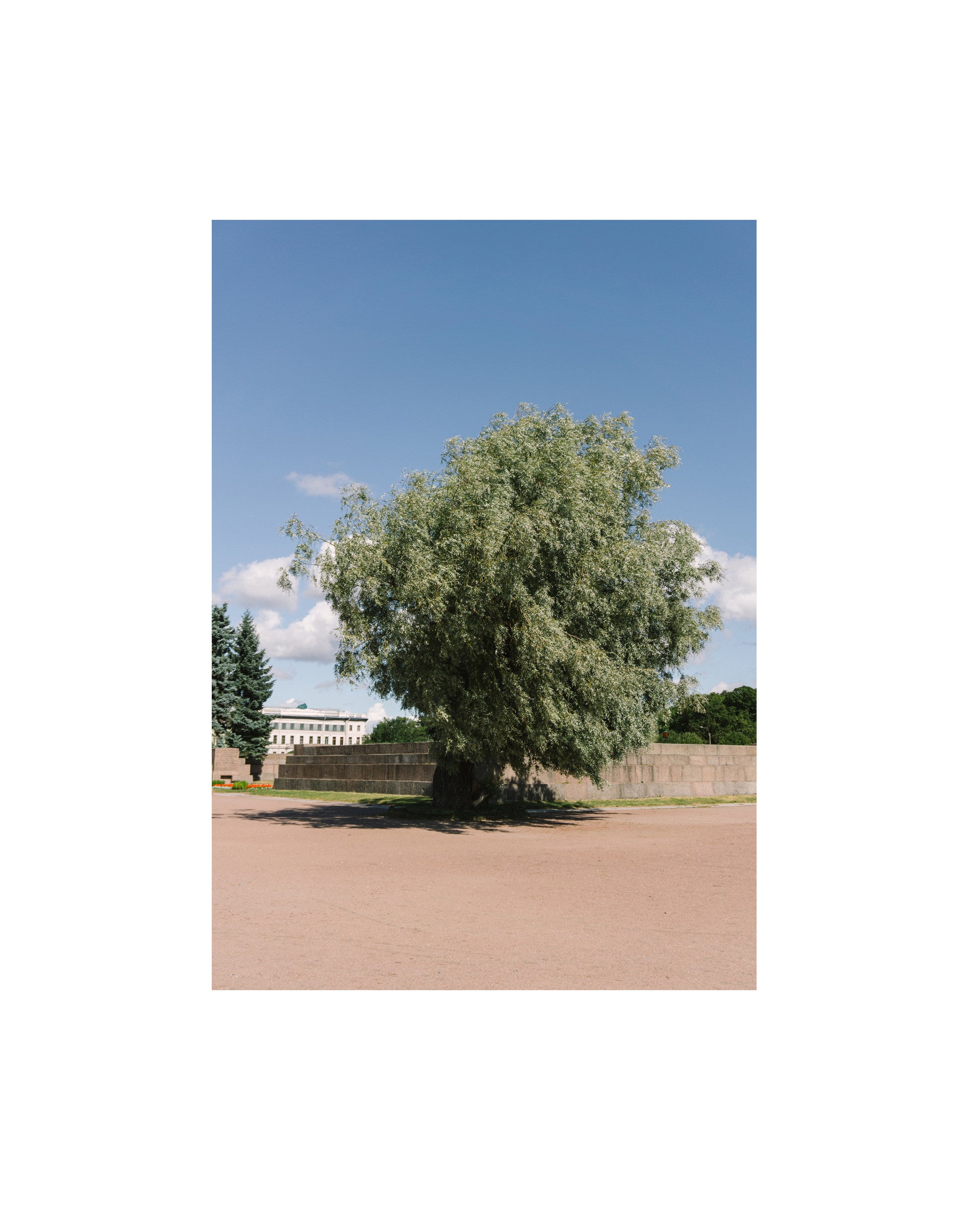 The tree photoprint - Oat Archive 오트아카이브 - CAVA LIFE