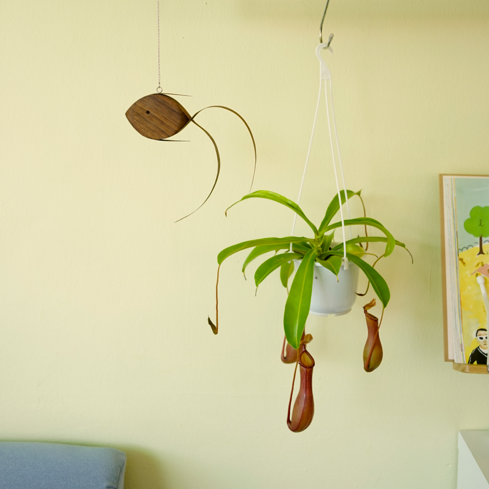 Almond Fish 모빌 - 월넛