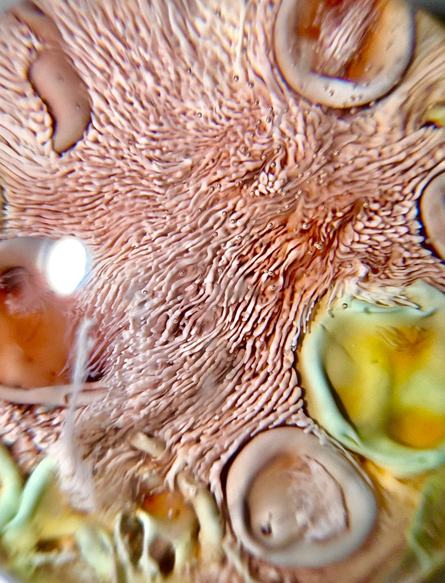 [선물옵션][Baaatok] Acid Mermaid_Mild ver.