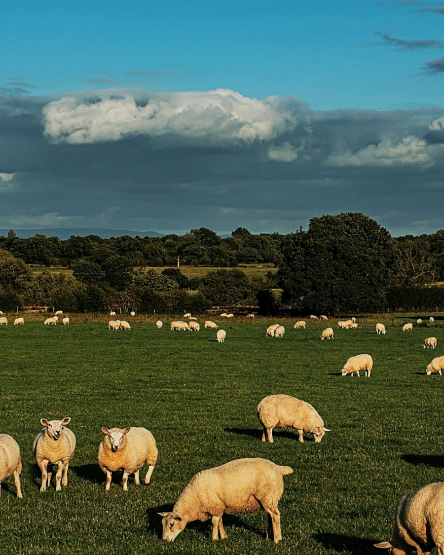 클라우드 미러 (양) - you like what 유라이크왓 - CAVA LIFE