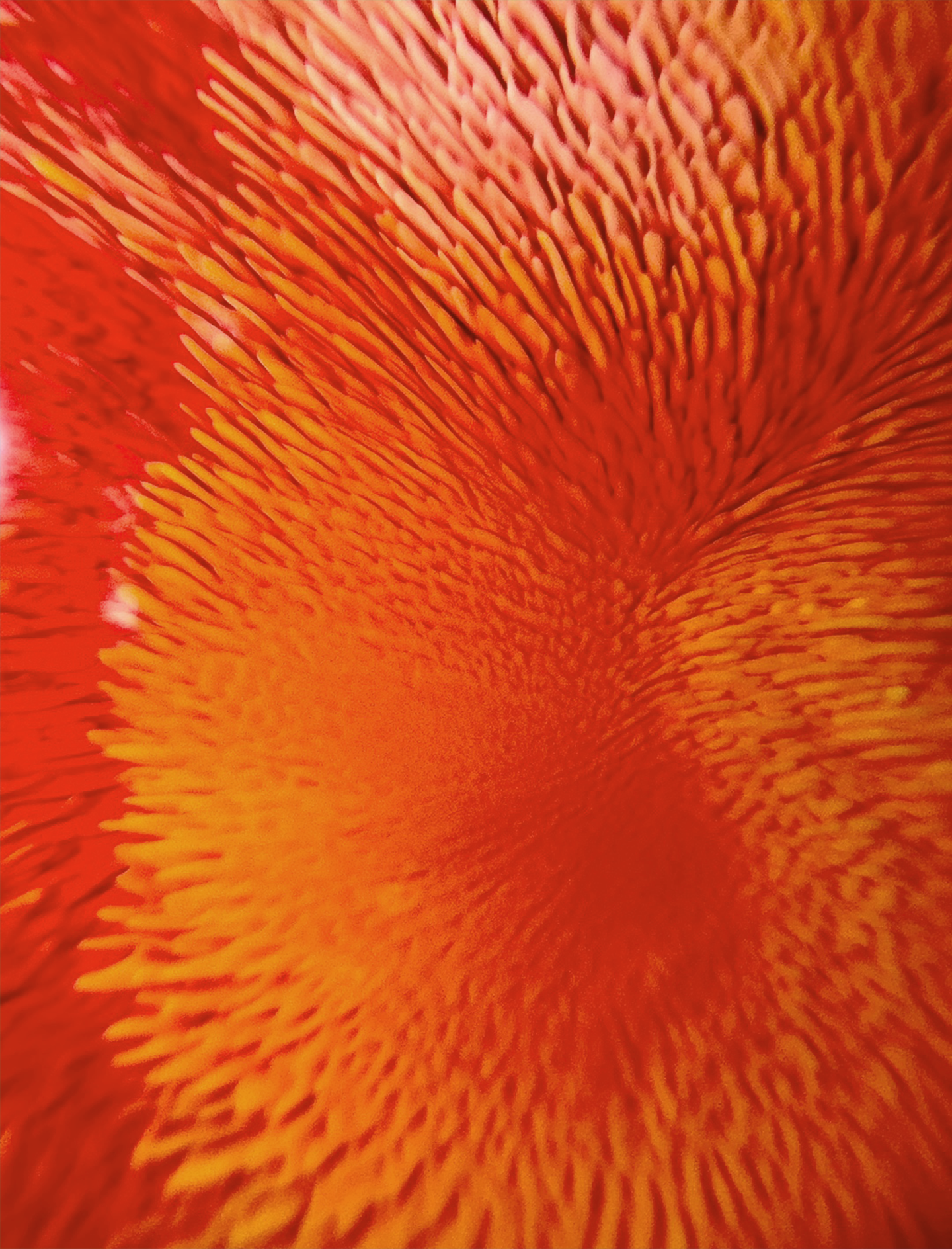 [선물옵션][Baaatok] Tropical Milkway_Red&Orange