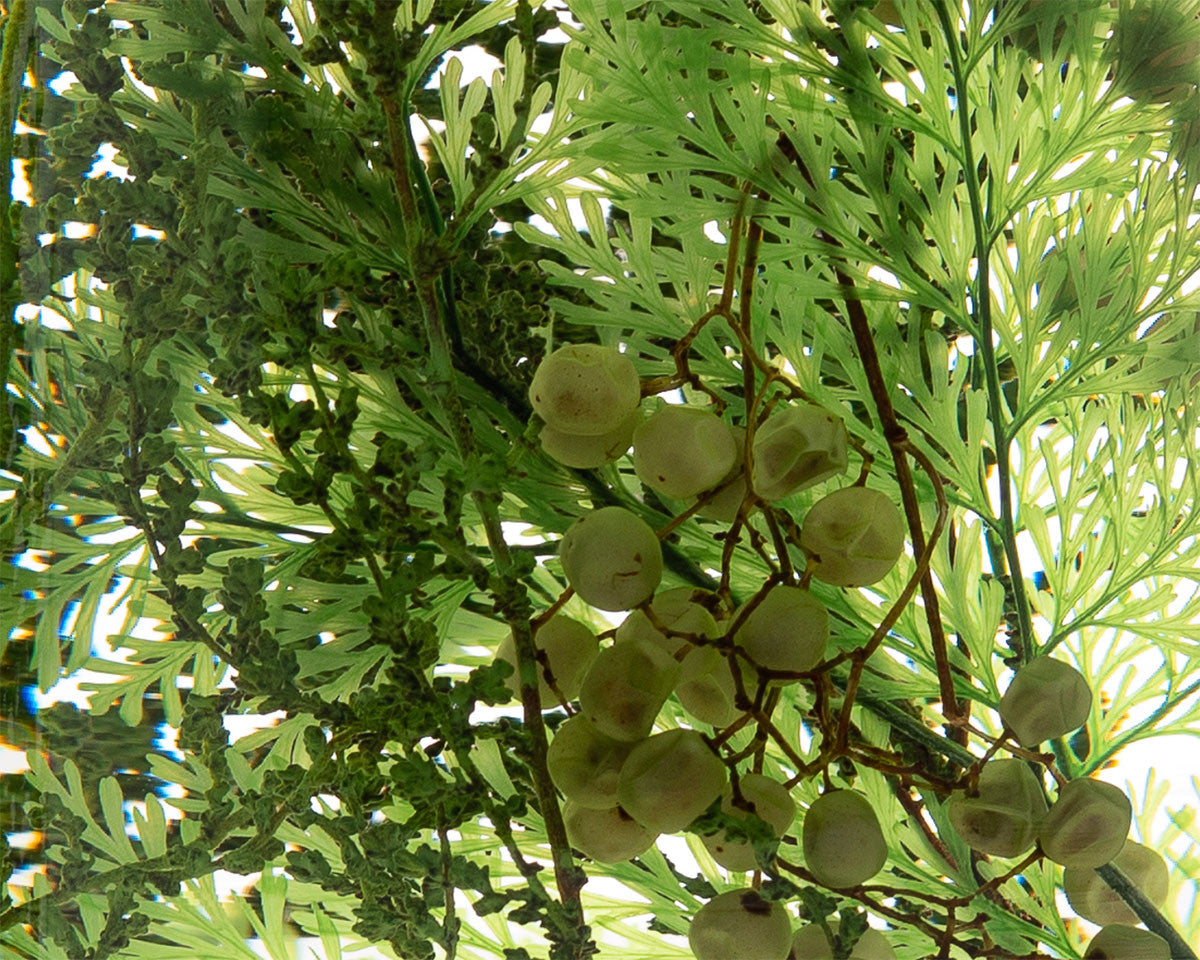 피스오브타임 - 워터플랜트 - Style Jieum 스타일지음 - CAVA LIFE