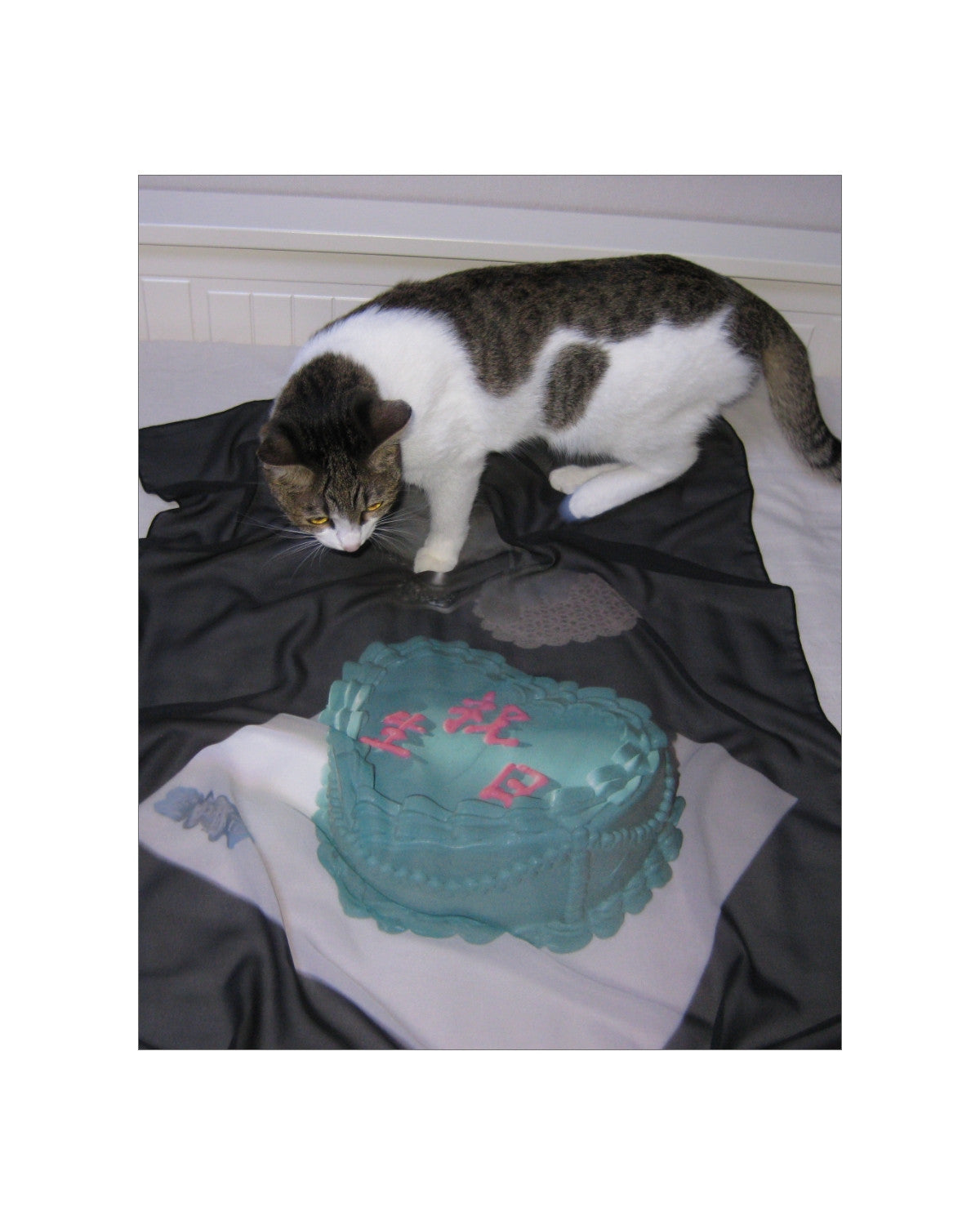 祝生日 / 축생일 - Gongjoongdosie 공중도시 - CAVA LIFE