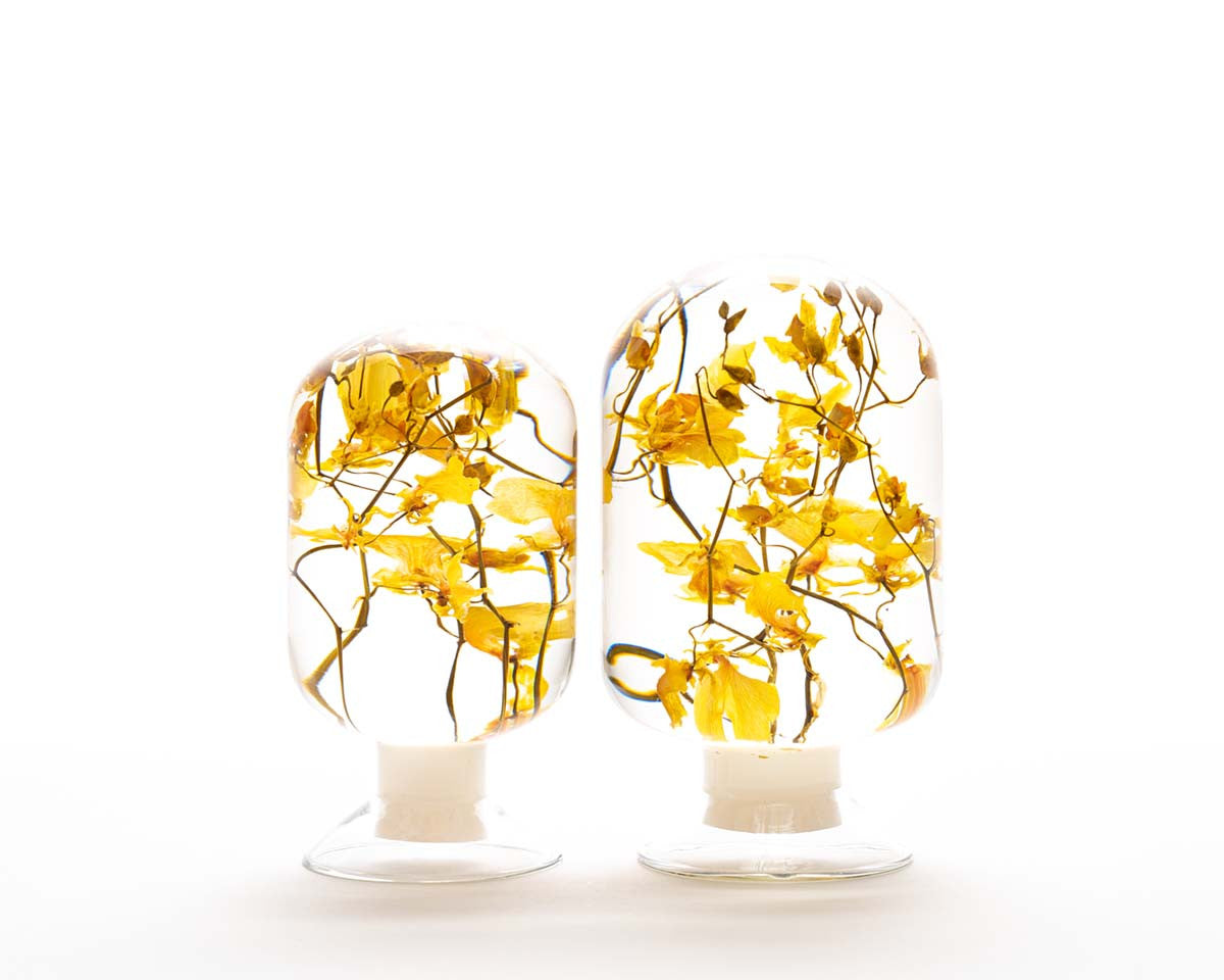 피스오브타임 - 온시디움 - Style Jieum 스타일지음 - CAVA LIFE