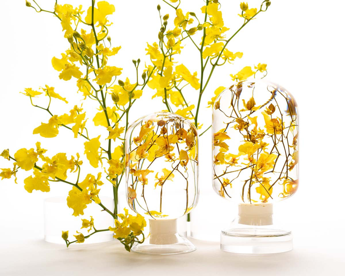 피스오브타임 - 온시디움 - Style Jieum 스타일지음 - CAVA LIFE