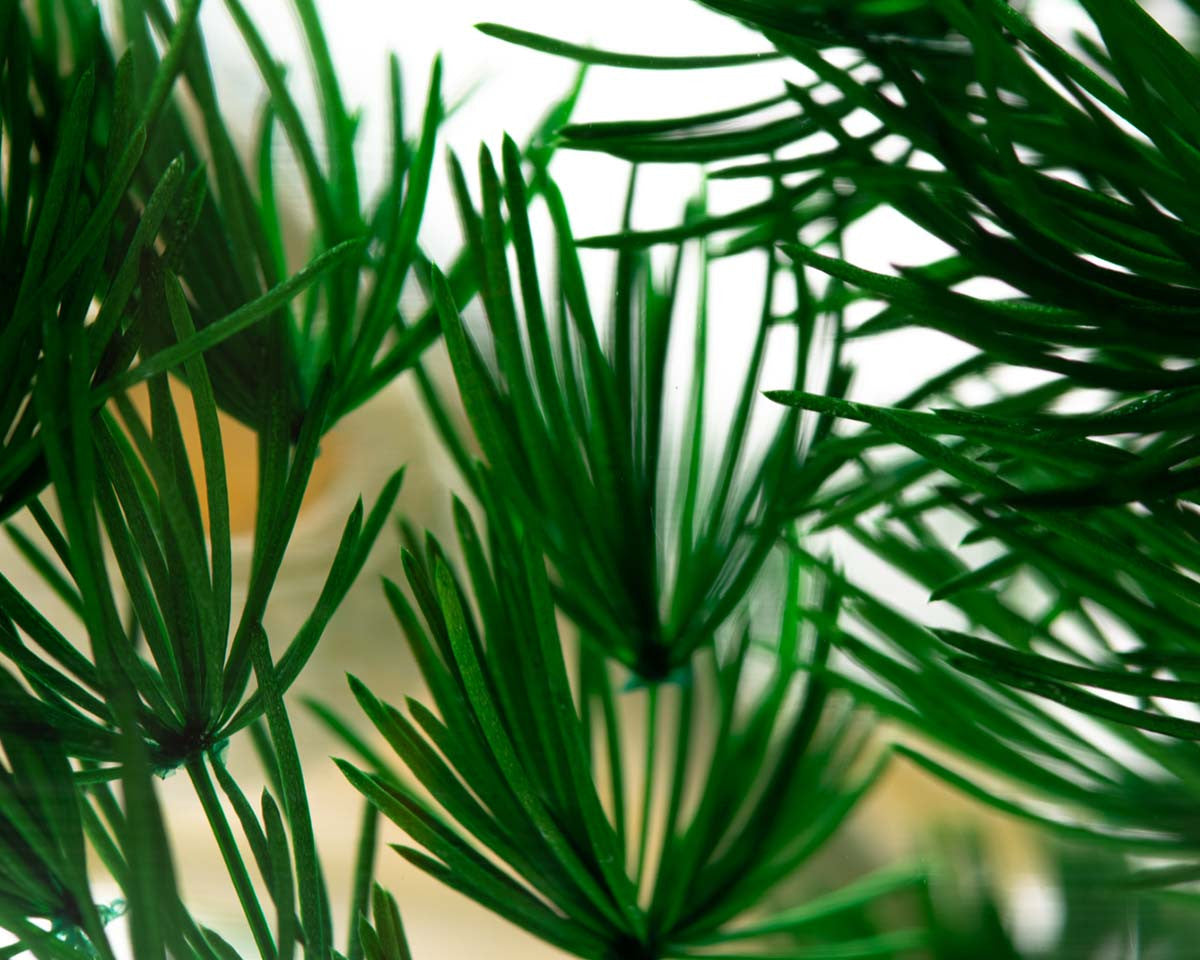 피스오브타임 - 소나무 숲 - Style Jieum 스타일지음 - CAVA LIFE