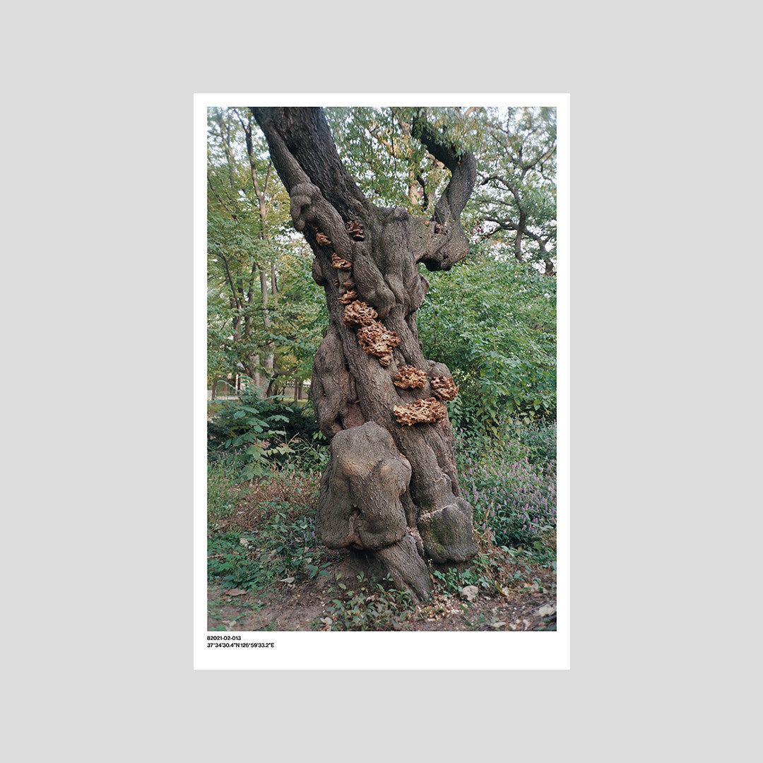 서울 나무 프린트: 82021–02–013 - Jeon Seeyoung 전시영 - CAVA LIFE